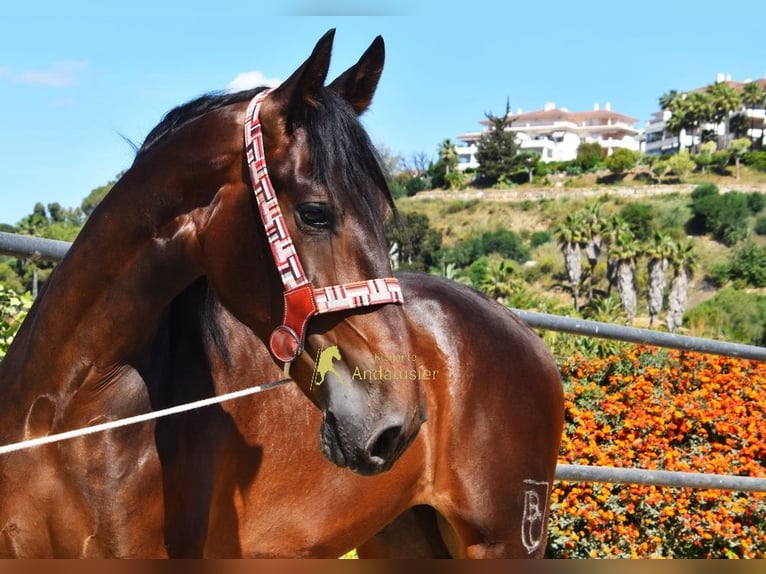 Andalusian Gelding 3 years 16 hh Brown in Provinz Malaga