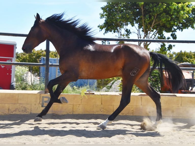 Andalusian Gelding 3 years 16 hh Brown in Provinz Malaga