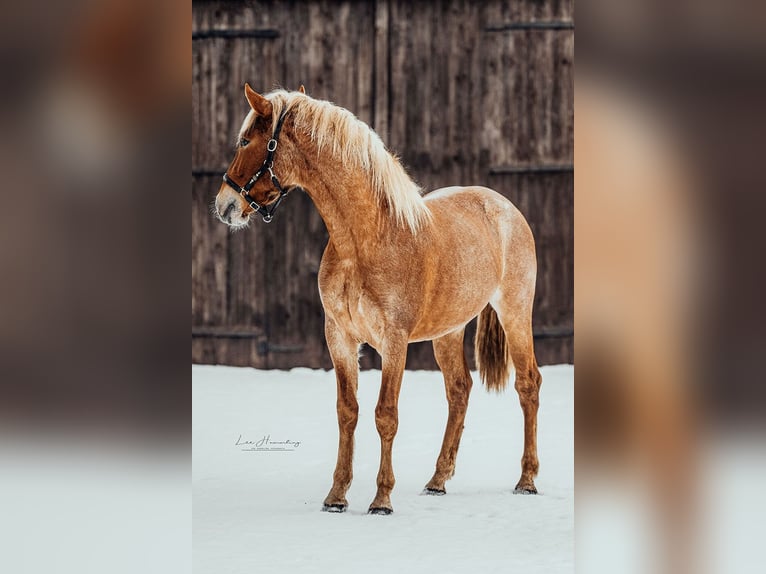 Andalusian Gelding 3 years 16 hh Roan-Red in Gnarrenburg