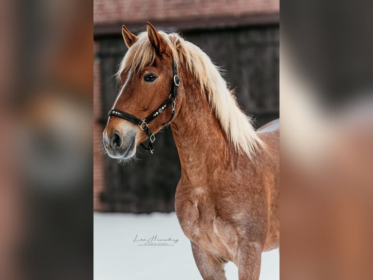 Andalusian Gelding 3 years 16 hh Roan-Red in Gnarrenburg