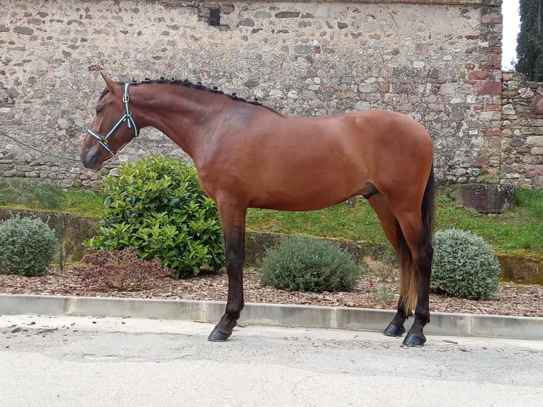 Andalusian Gelding 3 years 16,1 hh Bay in Terrassa