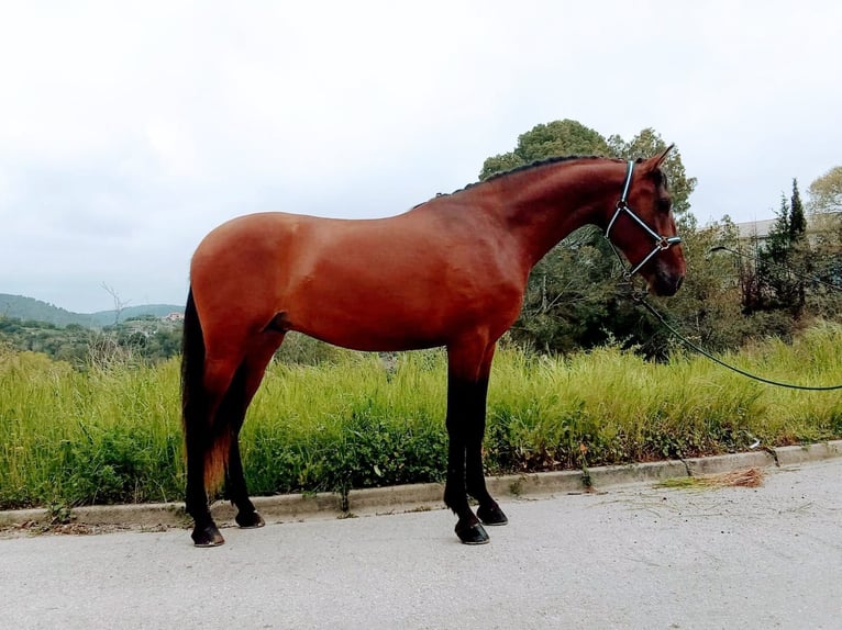 Andalusian Gelding 3 years 16,1 hh Bay in Terrassa
