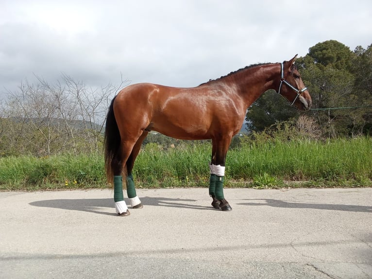 Andalusian Gelding 3 years 16,1 hh Bay in Terrassa