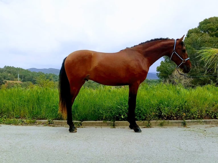 Andalusian Gelding 3 years 16,1 hh Bay in Terrassa
