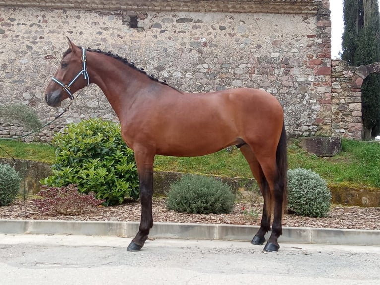 Andalusian Gelding 3 years 16,1 hh Bay in Terrassa