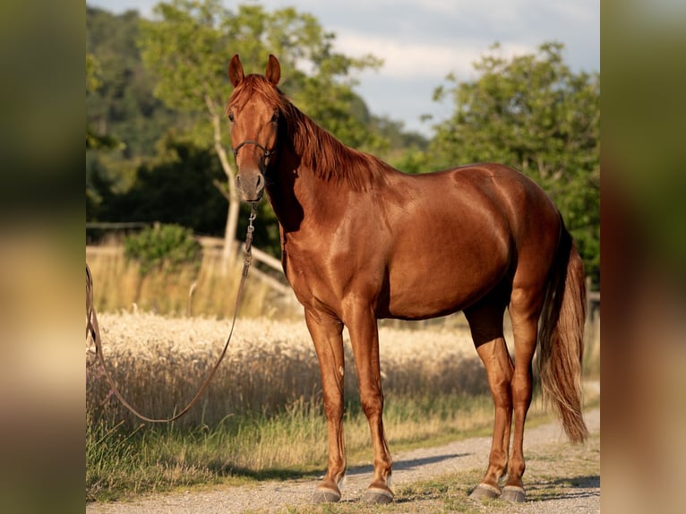 Andalusian Gelding 3 years 16,1 hh Chestnut-Red in Kirchzarten