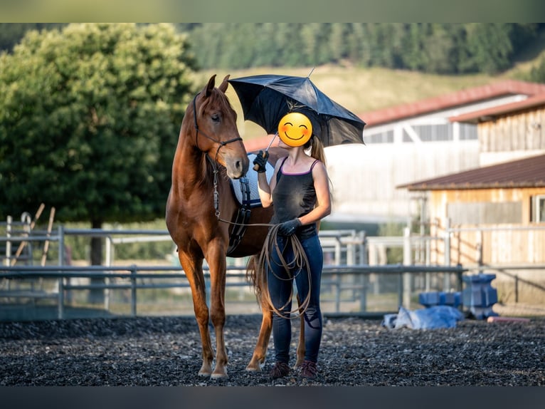 Andalusian Gelding 3 years 16,1 hh Chestnut-Red in Kirchzarten