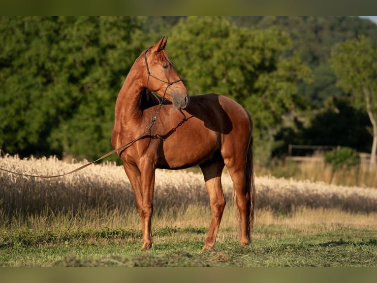Andalusian Gelding 3 years 16,1 hh Chestnut-Red in Kirchzarten