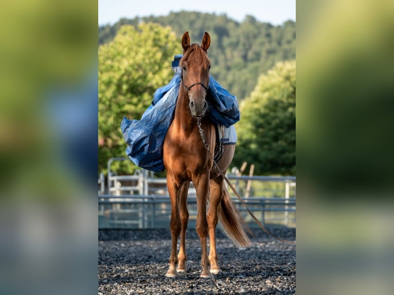 Andalusian Gelding 3 years 16,1 hh Chestnut-Red in Kirchzarten