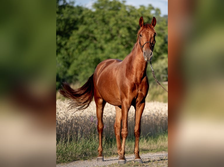 Andalusian Gelding 3 years 16,1 hh Chestnut-Red in Kirchzarten
