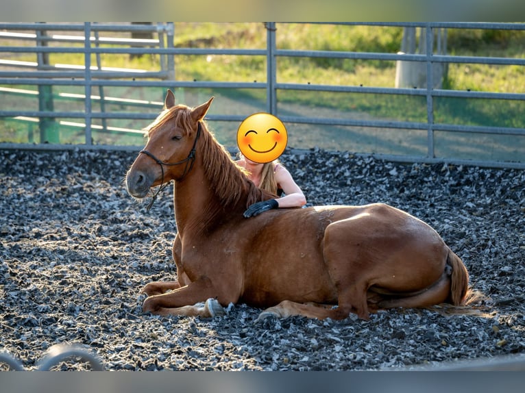Andalusian Gelding 3 years 16,1 hh Chestnut-Red in Kirchzarten