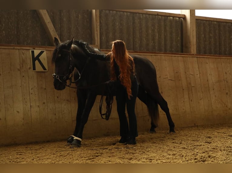 Andalusian Gelding 3 years 16,2 hh Black in Affoltern am Albis