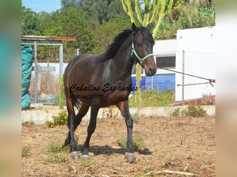 Andalusian Gelding 3 years in Vejer de la Frontera