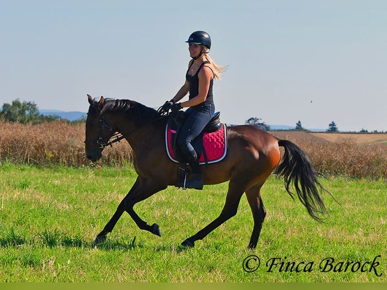 Andalusian Gelding 4 years 14,2 hh Brown in Wiebelsheim