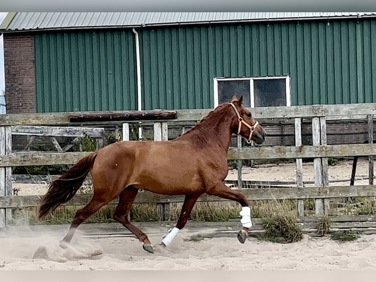 Andalusian Gelding 4 years 14,2 hh Chestnut-Red in Barneveld