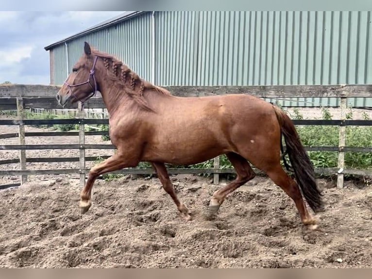 Andalusian Gelding 4 years 14,2 hh Chestnut-Red in Barneveld