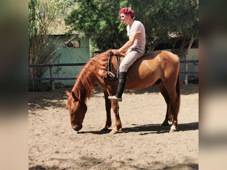 Andalusian Gelding 4 years 14.2 hh Chestnut-Red in Adra Almería