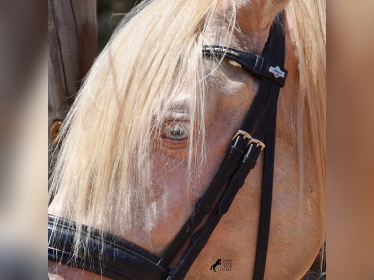 Andalusian Gelding 4 years 14,2 hh Cremello in Mallorca