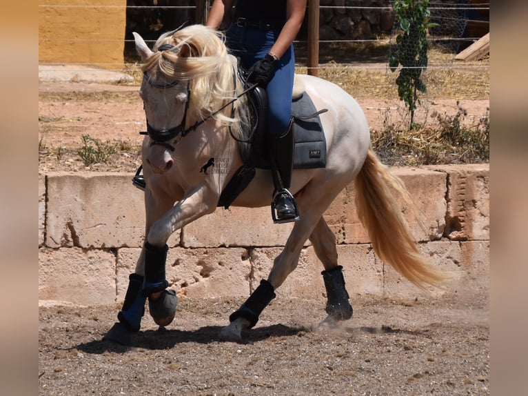 Andalusian Gelding 4 years 14,2 hh Cremello in Mallorca