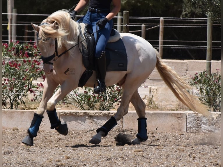 Andalusian Gelding 4 years 14,2 hh Cremello in Mallorca