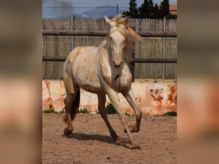 Andalusian Gelding 4 years 14,2 hh Cremello in Mallorca