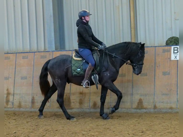 Andalusian Gelding 4 years 14,2 hh Gray-Dark-Tan in Neustadt (Wied)