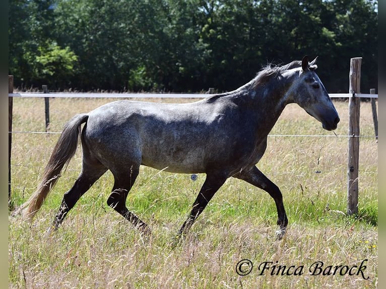 Andalusian Gelding 4 years 14.2 hh Grey in Wiebelsheim