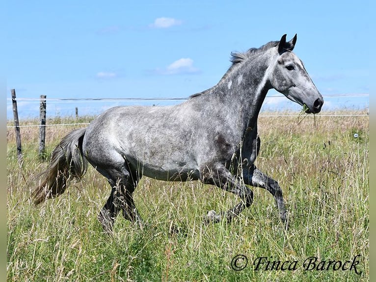 Andalusian Gelding 4 years 14.2 hh Grey in Wiebelsheim