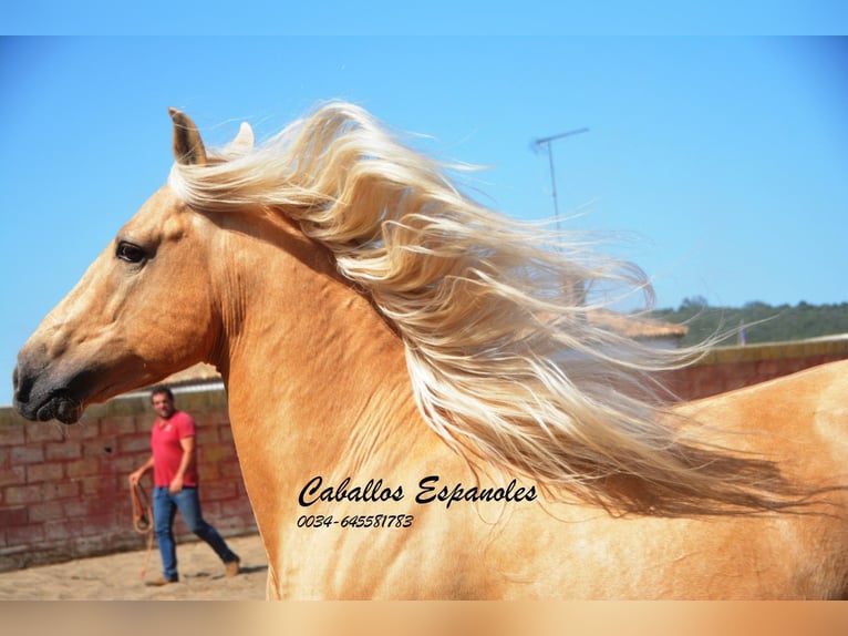 Andalusian Gelding 4 years 14,3 hh Palomino in Vejer de la Frontera