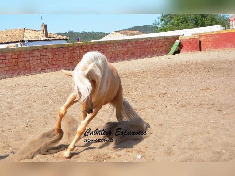 Andalusian Gelding 4 years 14,3 hh Palomino in Vejer de la Frontera