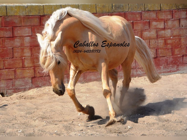 Andalusian Gelding 4 years 14,3 hh Palomino in Vejer de la Frontera