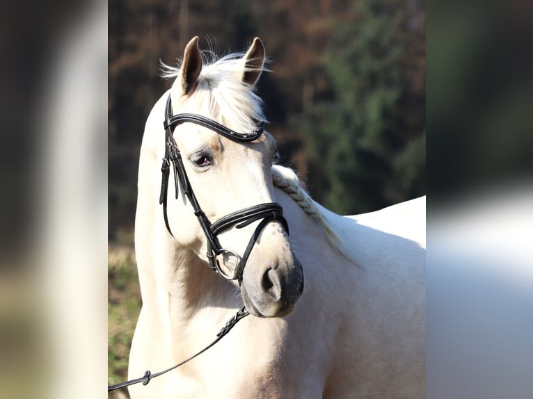 Andalusian Mix Gelding 4 years 14,3 hh Perlino in uelsen