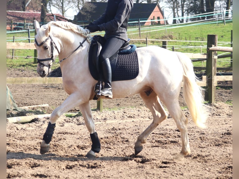 Andalusian Mix Gelding 4 years 14,3 hh Perlino in uelsen