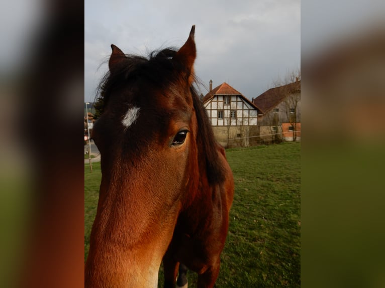 Andalusian Mix Gelding 4 years 14,2 hh Brown in Hettiswil b. Hindelbank