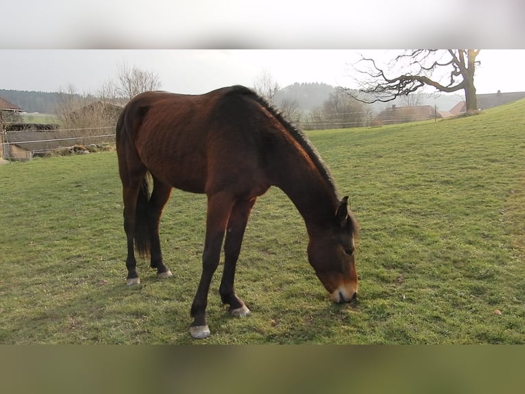 Andalusian Mix Gelding 4 years 14,2 hh Brown in Hettiswil b. Hindelbank