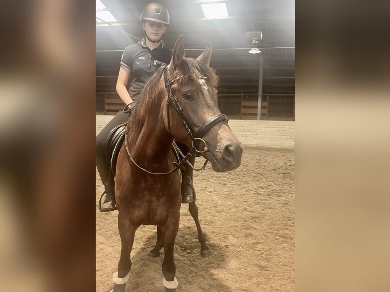 Andalusian Gelding 4 years 14,2 hh Brown in Pelmberg