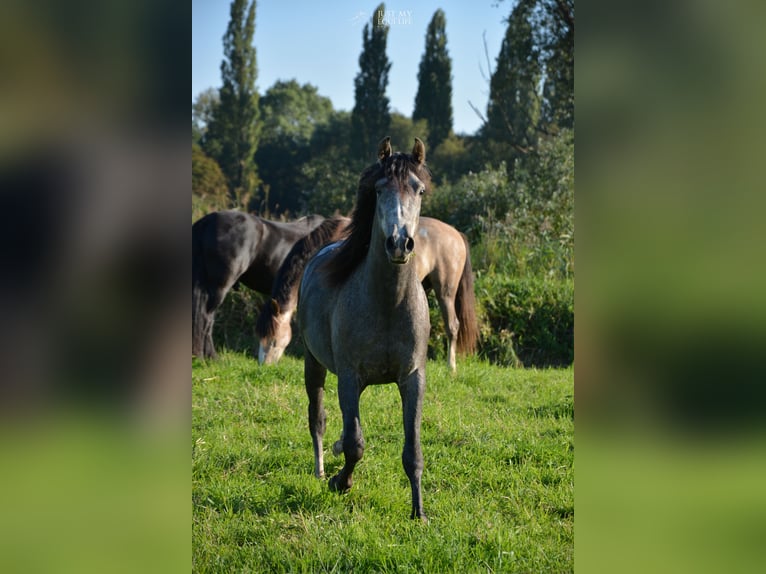 Andalusian Gelding 4 years 14,2 hh Grey-Blue-Tan in Nederhorst den Berg