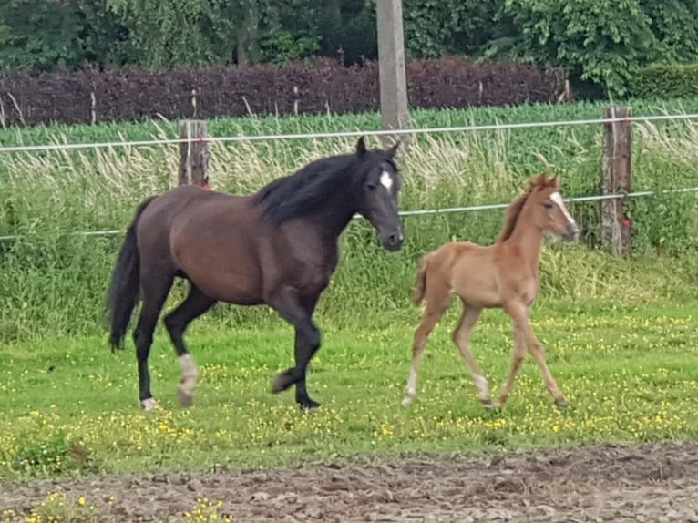 Andalusian Gelding 4 years 14,2 hh Grey-Blue-Tan in Nederhorst den Berg