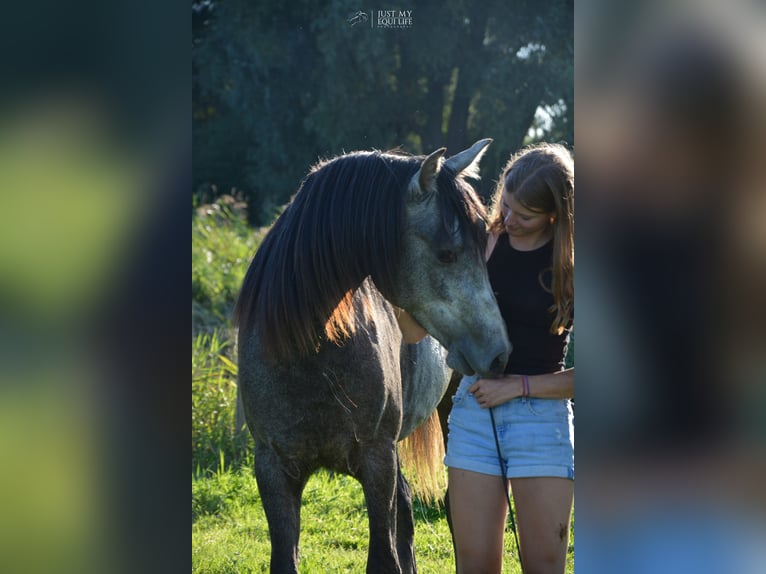 Andalusian Gelding 4 years 14,2 hh Grey-Blue-Tan in Nederhorst den Berg