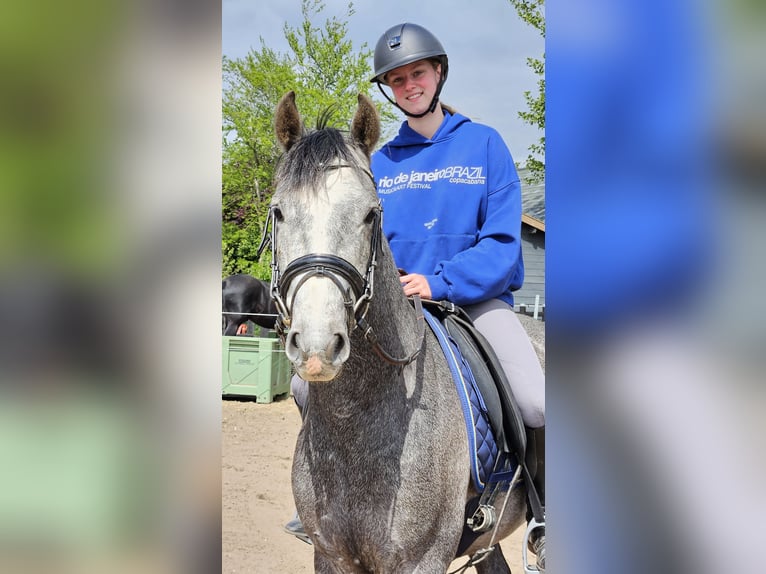 Andalusian Gelding 4 years 14,2 hh Grey-Blue-Tan in Nederhorst den Berg