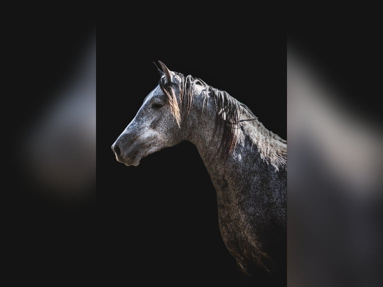 Andalusian Gelding 4 years 14,2 hh Grey-Blue-Tan in Nederhorst den Berg