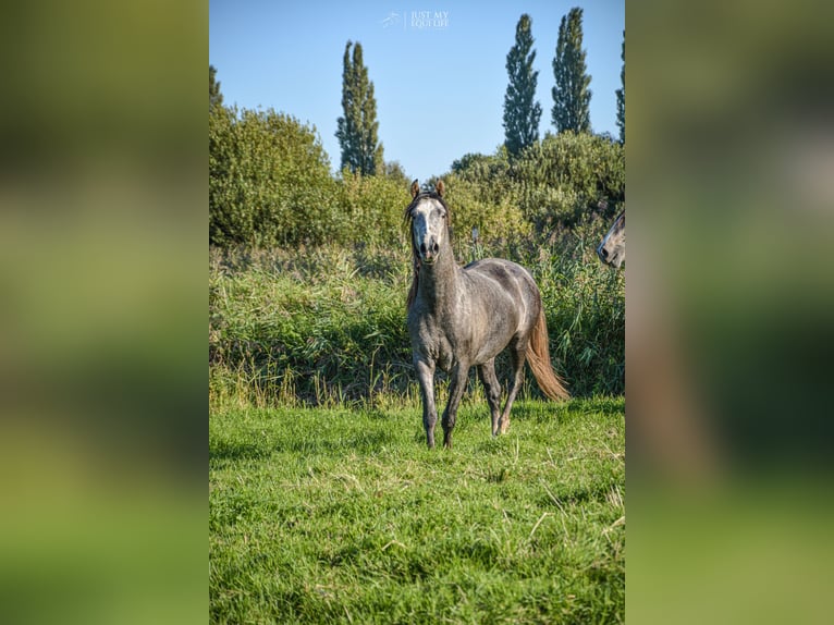 Andalusian Gelding 4 years 14,2 hh Grey-Blue-Tan in Nederhorst den Berg