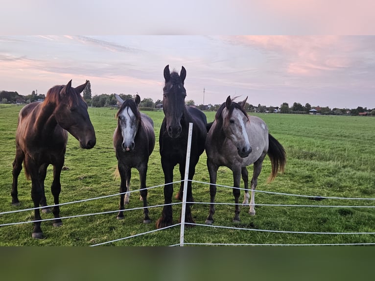 Andalusian Gelding 4 years 14,2 hh Grey-Blue-Tan in Nederhorst den Berg