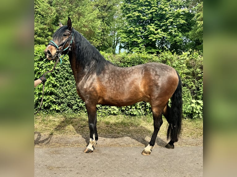 Andalusian Gelding 4 years 15.1 hh Bay-Dark in Bergkirchen