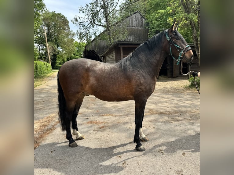 Andalusian Gelding 4 years 15.1 hh Bay-Dark in Bergkirchen
