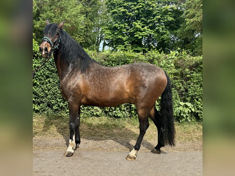 Andalusian Gelding 4 years 15.1 hh Bay-Dark in Bergkirchen