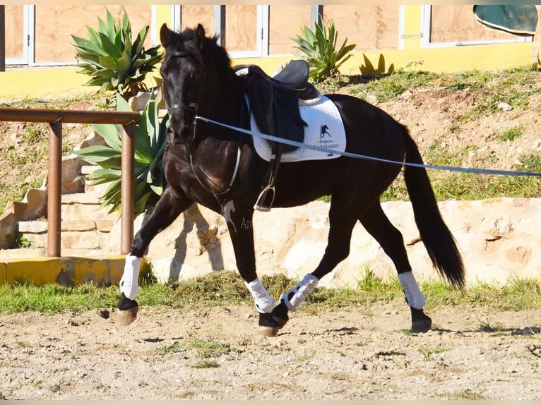 Andalusian Gelding 4 years 15,1 hh Black in Provinz Malaga