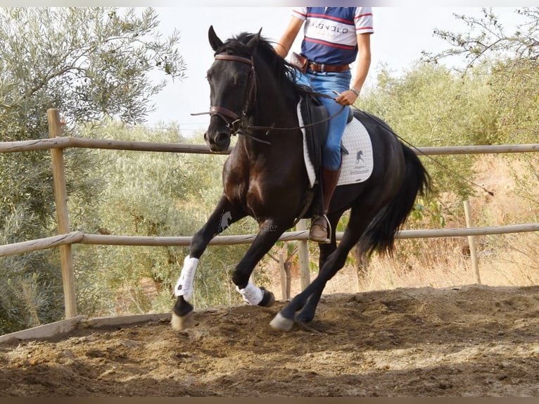 Andalusian Gelding 4 years 15,1 hh Black in Provinz Malaga