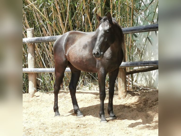 Andalusian Gelding 4 years 15,1 hh Black in Adra Almeria