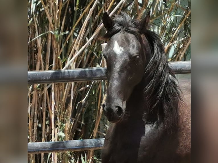 Andalusian Gelding 4 years 15,1 hh Black in Adra Almeria